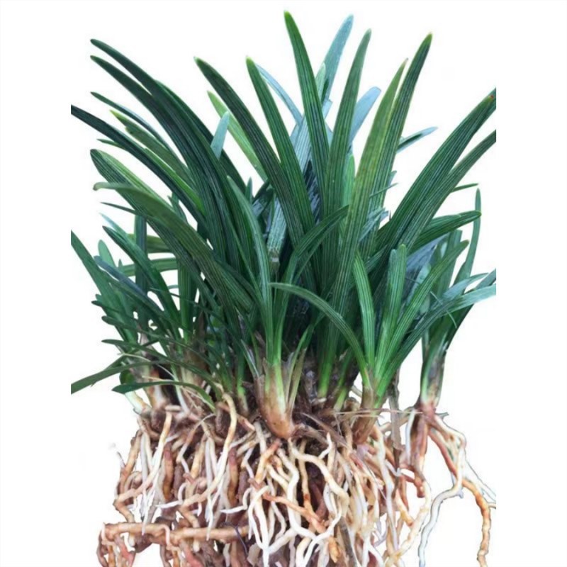 Japanese Dwarf Ophiopogon Japonicus Seedlings, Dwarf Jade Dragon Grass with Soil, Lawn Ground Cover Plants, Cold-Resistant, Evergreen, Pruning-Free Grass in All Seasons