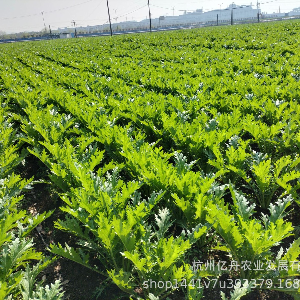 Factory direct dried plum vegetables, mince meat, dried vegetables, Zhejiang agricultural special products, plum vegetables, stuffing, crisp cakes, dried bulk