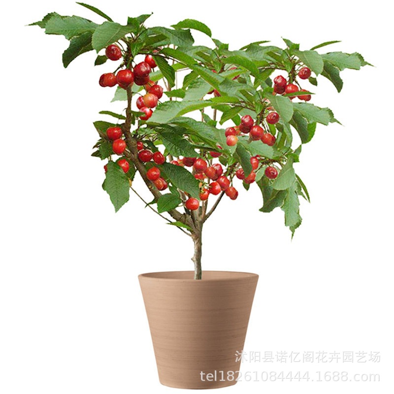 Cherry Seedlings Grafted with Southern New Varieties Hongfei Cherry Agate Red Cherry Saplings Cherry Fruit Saplings of the Year