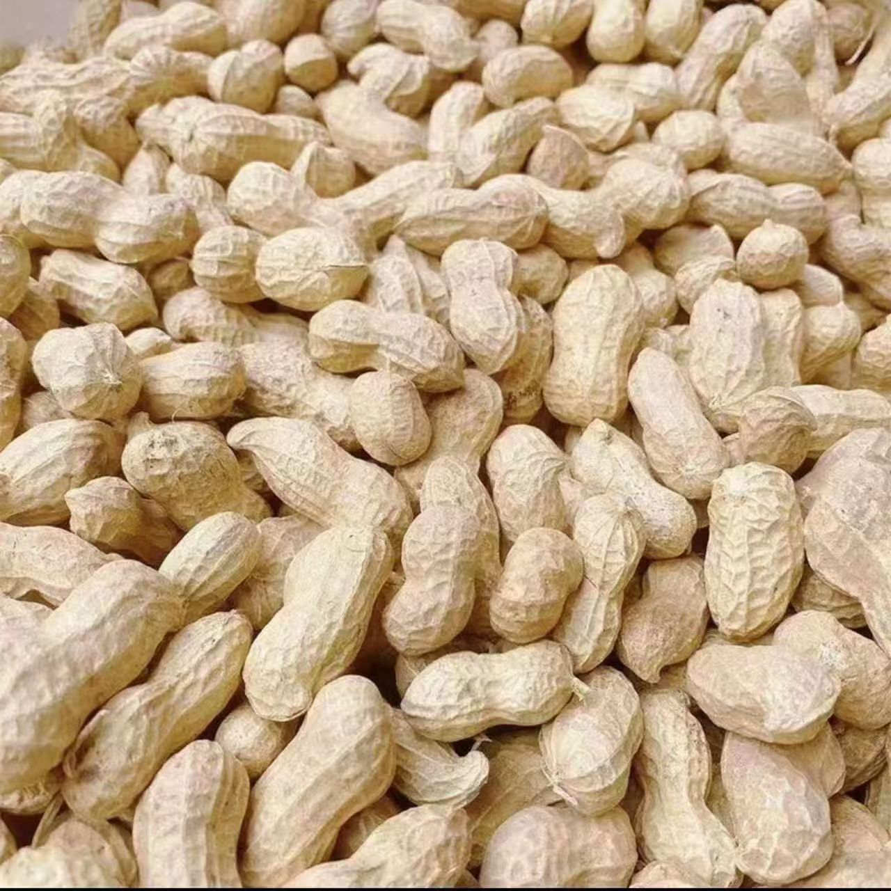 The season's new shelled raw peanuts, dried peanuts, large particles, self-produced and dried by farmers, a large amount of in stock