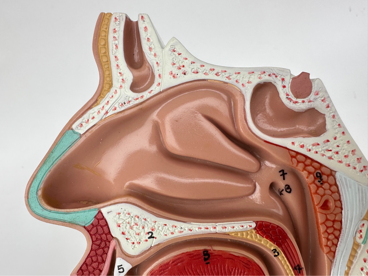 Human nasal anatomy model nose model Ent model lesion nasal cavity nose throat nose structure