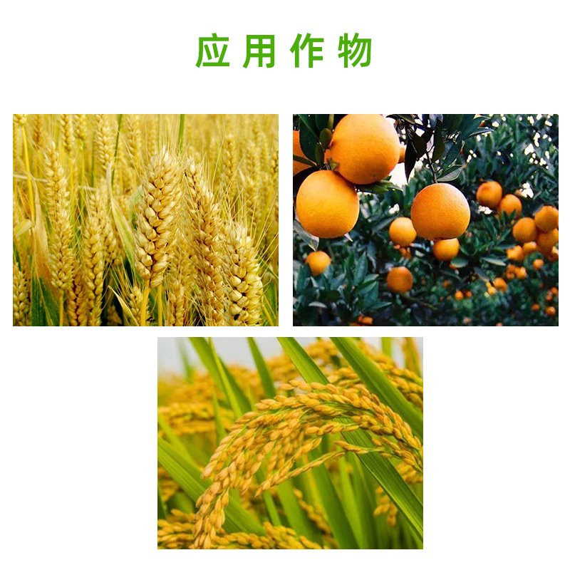 Shengshou 14-Hydroxyabscisic Acid Water Solution Promotes Root Development and Regulates Growth in Wheat, Rice, and Citrus Trees