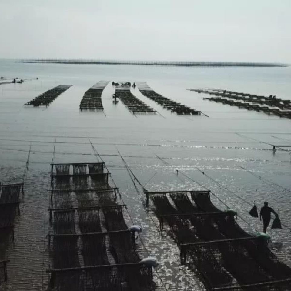 Dried Seaweed Xiapu Manufacturer's New Product 50g Per Pack, Individually Packaged, No Material Package, No Impurities, No Sand, Seaweed Wholesale