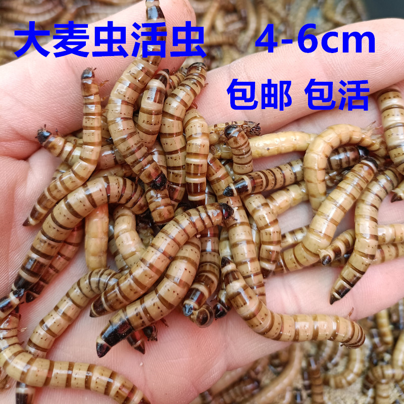 4-6 см живые черви ячменя протеиновые черви для арованы, черепах, ящериц, пауков, птиц, корм для домашних животных, упаковка сжатого пшена