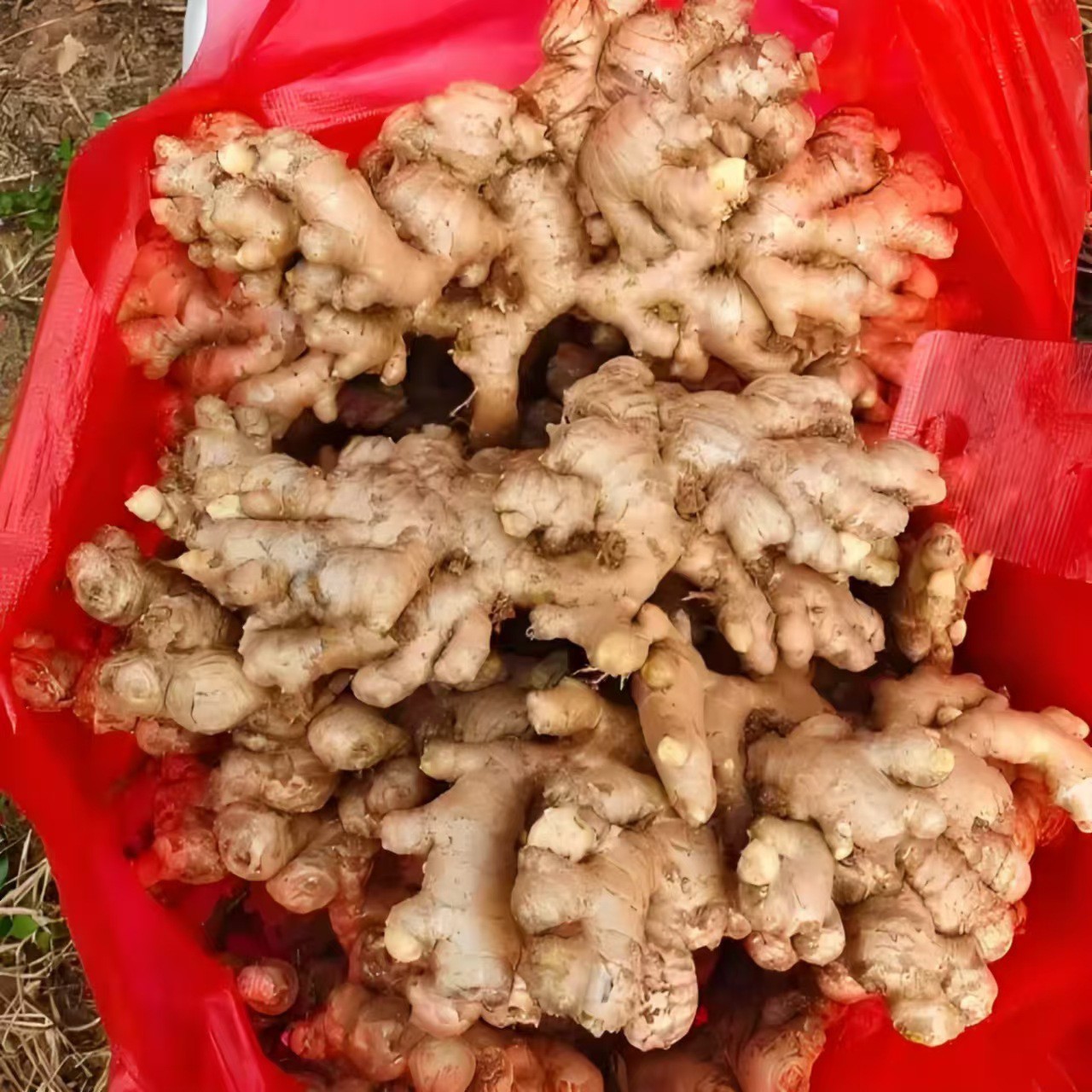 Ginger Exports Ginger Price, Rhubarb Ginger, Small Turmeric Price, Origin Ginger Price, Facing