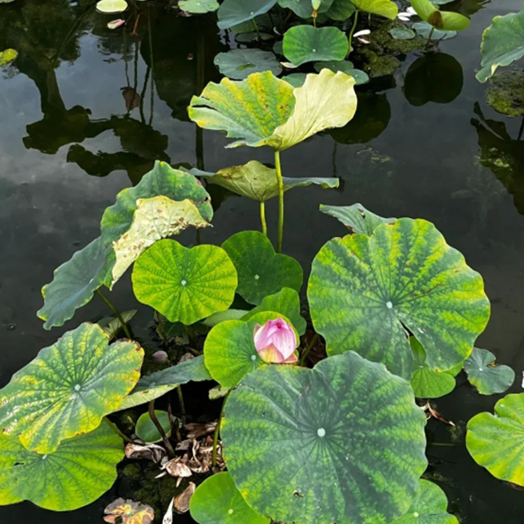Garden Ornamental Lotus, Moisture-Loving Lotus with Long Flowering Period, Multi-Color Lotus for Water Body and Wetland Greening Can Be Ordered