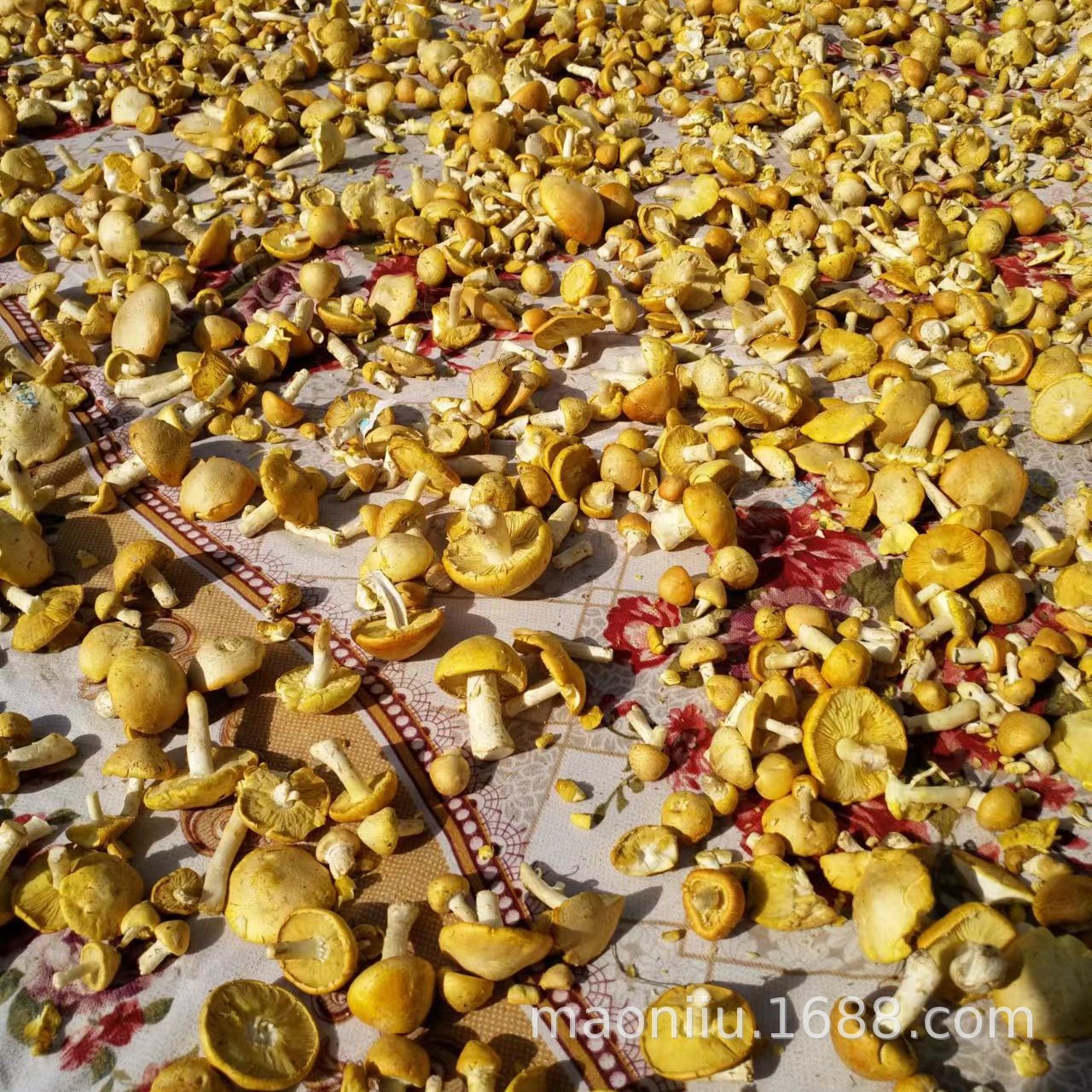 Qilian grassland yellow mushroom Qinghai yellow mushroom Xining small butter mushroom Qinghai specialty dried yellow mushroom
