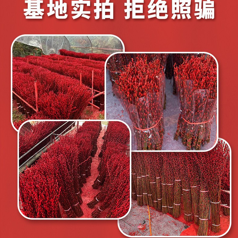 Silver Willow New Year's Eve Real Flower Fresh Branches Living Room Dried Flower Ornaments Large Floor-Standing Red New Year's Eve Florals Indoor Dried Willow