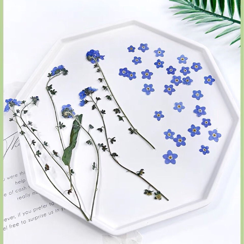 Настоящий сухой цветок незабудки в тиснении для сумки, образец растения, популярный материал для маникюра и украшений