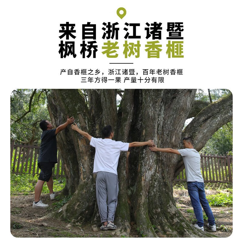 Shelled Torreya Seeds, Ready-To-Eat Torreya Nuts from Zhuji Fengqiao, Freshly Roasted Torreya Meat Nuts, Wholesale Snacks