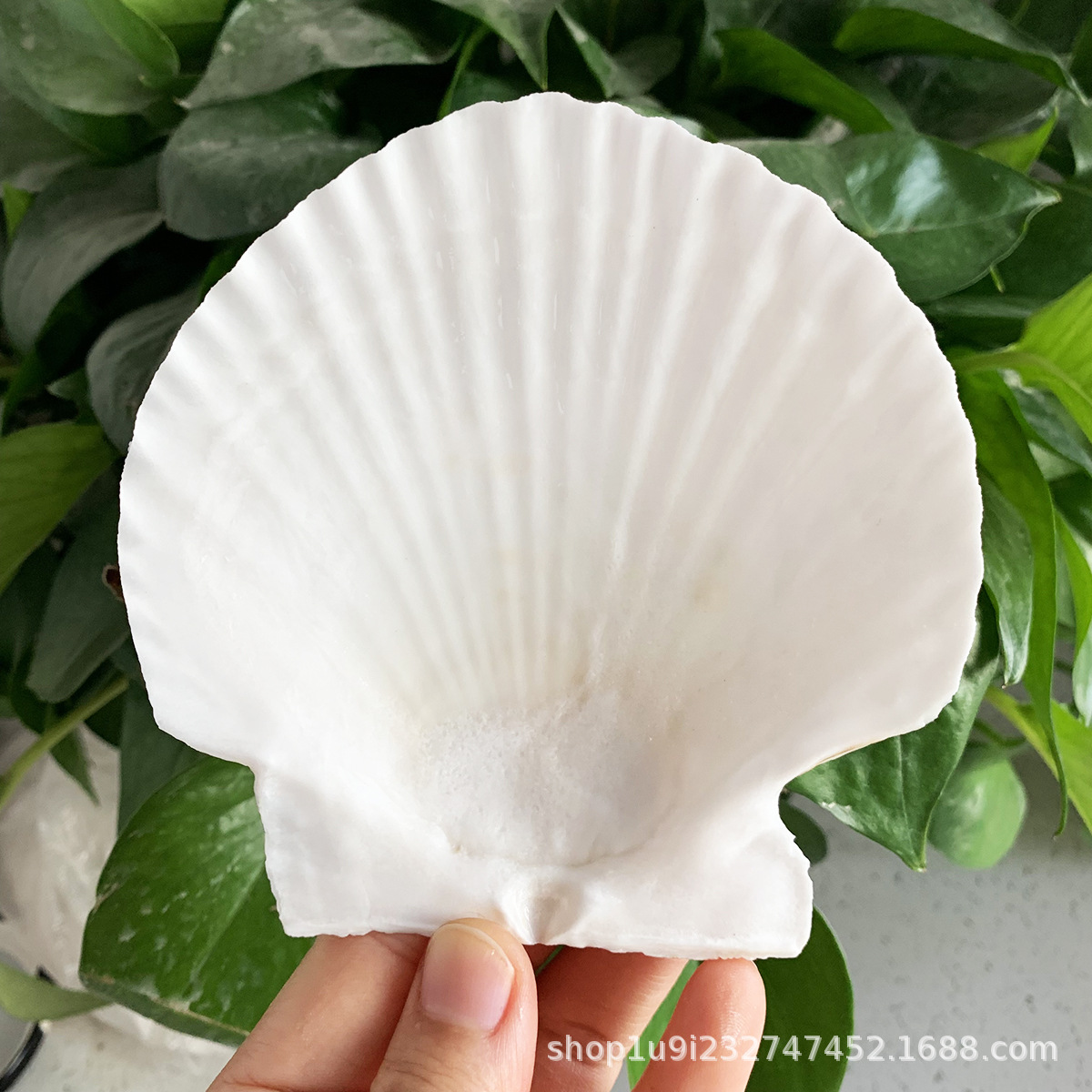 Aibei natural conch shell xiayi shell white shell tableware shell handmade diy white shell batch