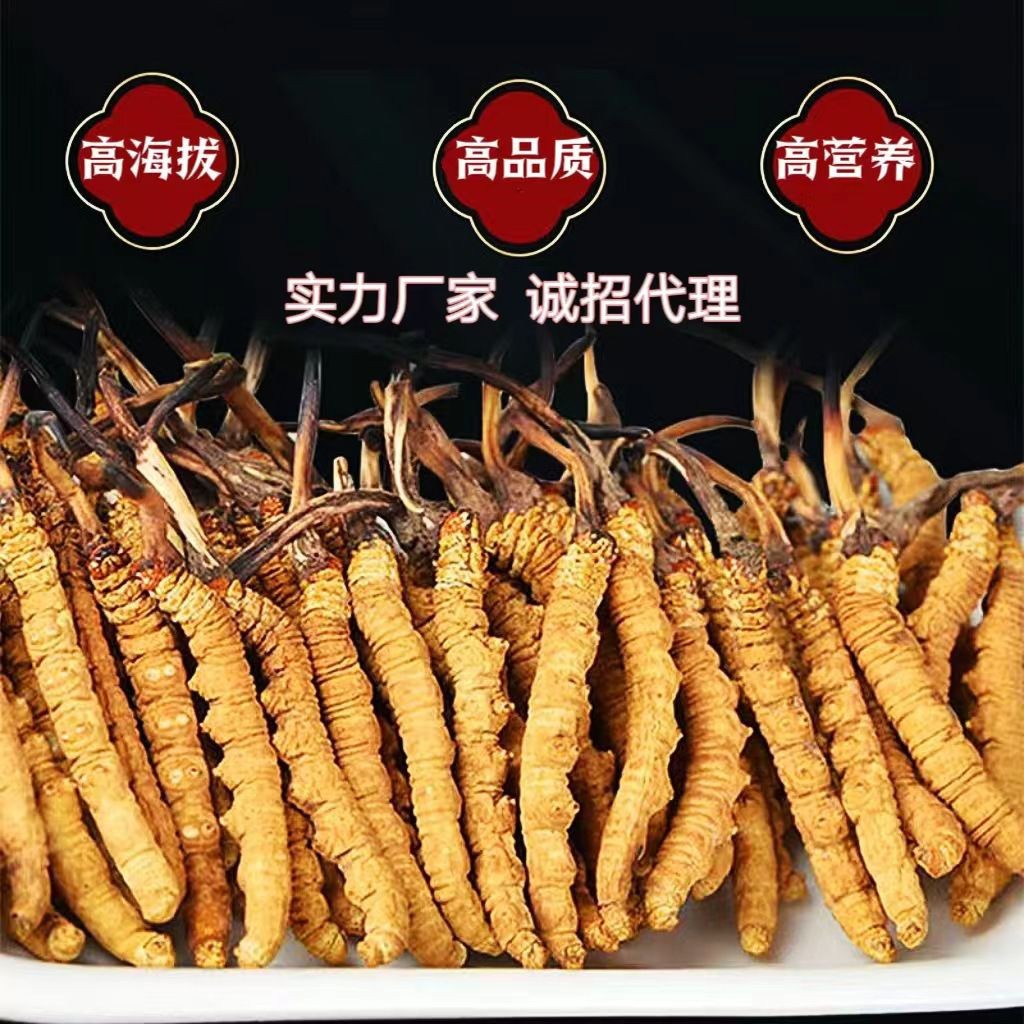Authentic Cordyceps Sinensis, 2 Pieces Per Gram, Premium Dried Cordyceps from Nagqu, Xizang, Wholesale and Distribution from the Source Manufacturer Nationwide