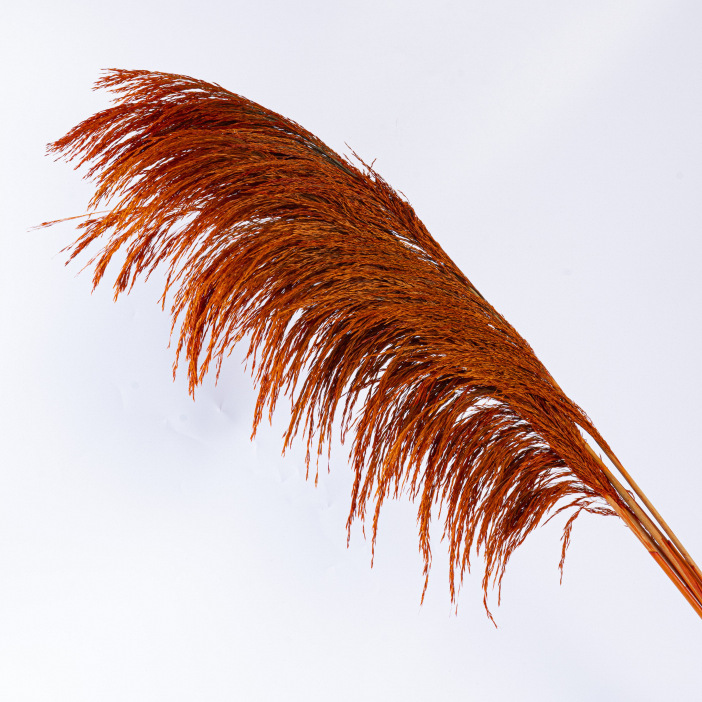 Yunnan factory straight hair reed iron reed big reed eternal flower wholesale wedding landscaping decoration ornaments essential