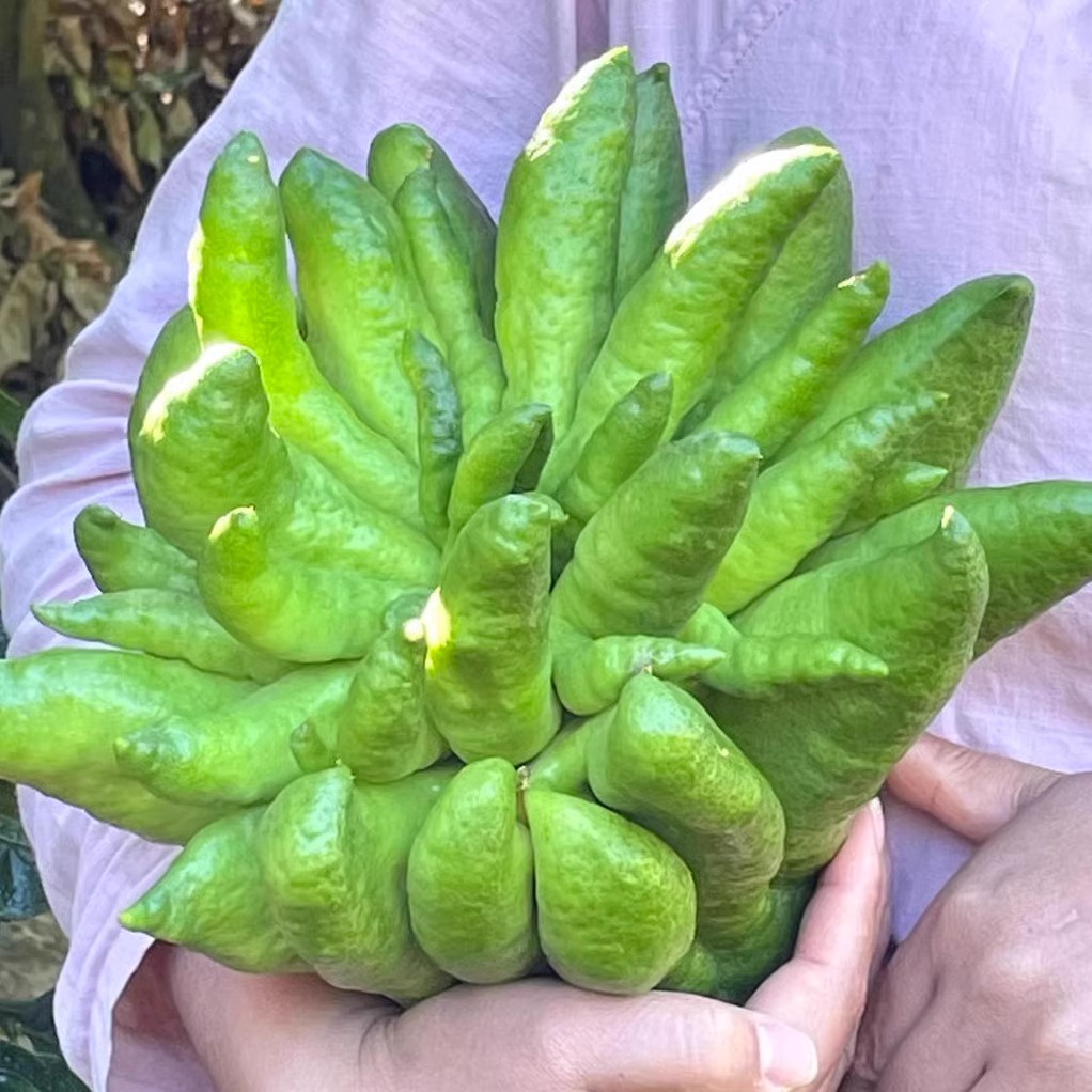 Yunnan Bergamot Tribute Smelling Incense Alpine Bergamot Fruit Extra Large Fruit Non-Jinhua Bergamot Smelling Incense with Branches Hydroponic for