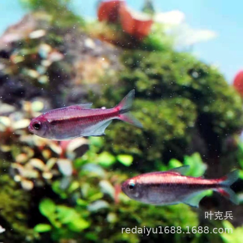 Shanghai tropical fish red moon card lantern fish South American high-end lantern fish rare freshwater water tank swimming fish can be mixed