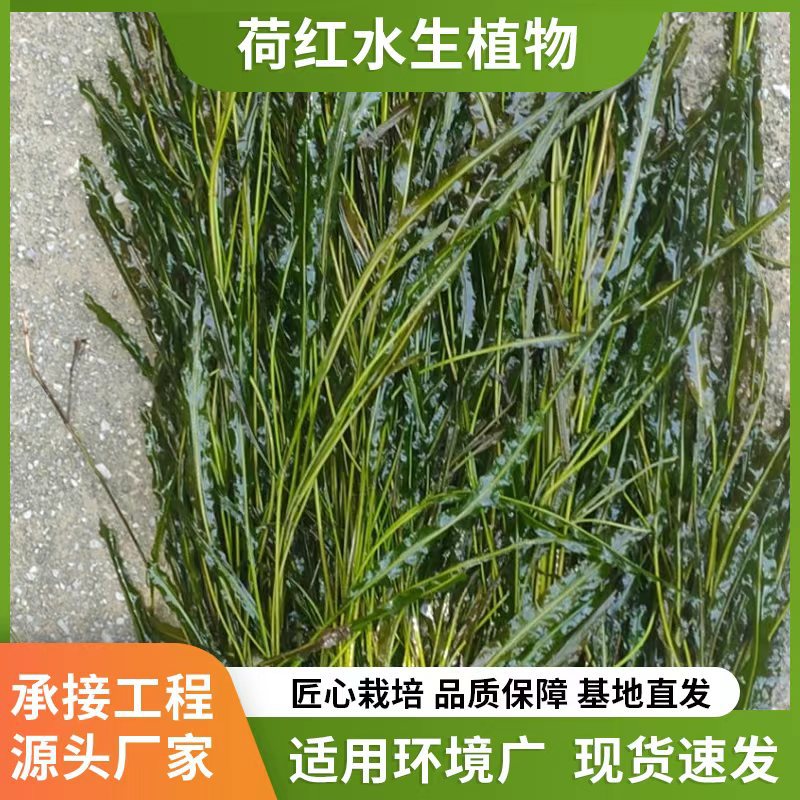 Оптовая продажа подводных растений, микрозубчатая водоросль, горькая трава и черная водоросль для обработки эвтрофированных водоемов, включая план посадки