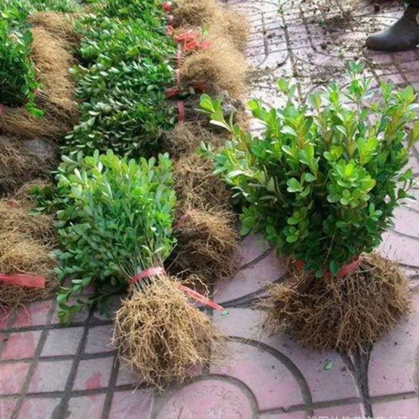 Greening Saplings Are Planted in the South and North, Boxwood Courtyard Ground Planting, Potted Boxwood Balls, Hedges, Green Plants, Evergreen Shrubs