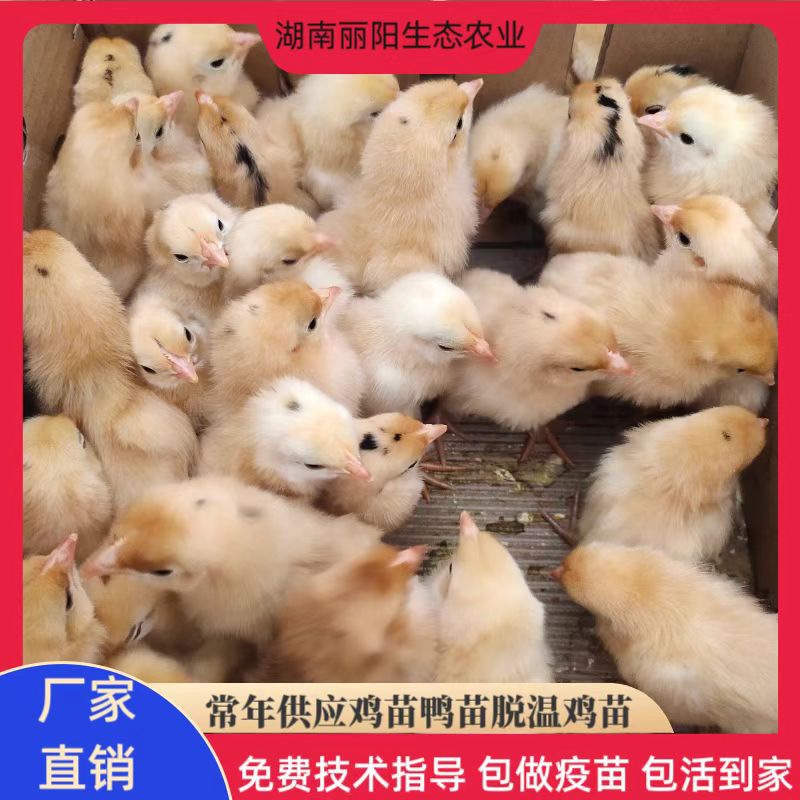 For Sale Live Chicken Chicks, Wannan Yellow Hens, Rural Free-Range Chickens, Free Support for Breeding Technology