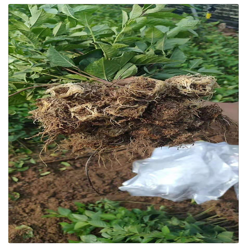 Dwarf Cherry Rootstock Seedlings Gisela No. 6 Cherry Rootstock Early Fruiting Gisela No. 12 Cherry Rootstock