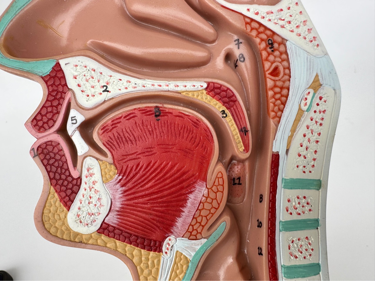 Human nasal anatomy model nose model Ent model lesion nasal cavity nose throat nose structure