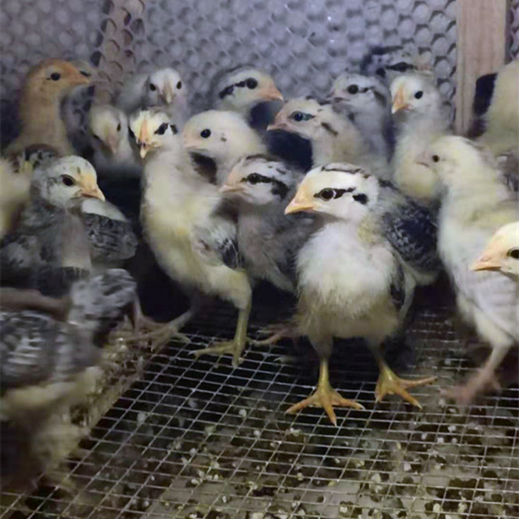 Wholesale Live Chicken Chicks, Broiler Chicks, One-Month-Old Chicks, Easy to Raise and Maintain, with Technical Support
