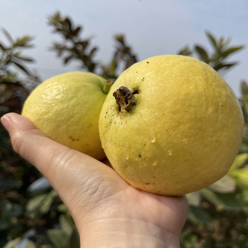Directly Shipped from Fujian, Creamy Guava with Soft Centers, Freshly Picked, Soft and Sweet White-Fleshed Guava, Fresh Wholesale