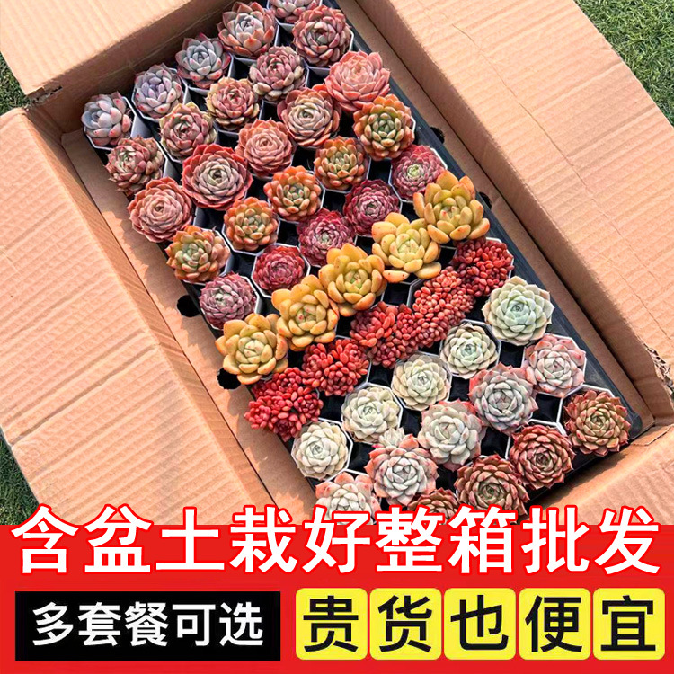 Оптовые суккуленты в горшках для балкона