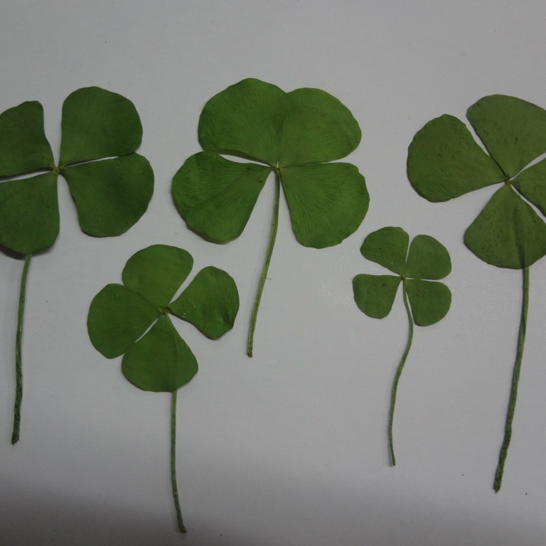 Dried Flower Product Baffle Jewelry Four-leaf Lucky Grass Green Lemon Sliced Specimen Embossed Hand-cut Fruit Specimen