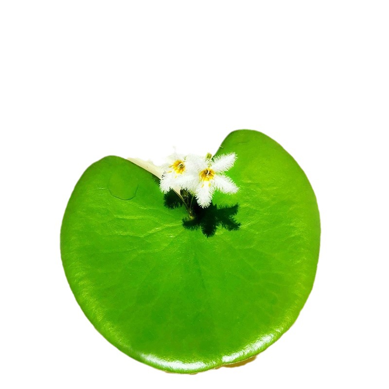 Duckweed Aquilla Daquan Plant Fish Tank Landscape Hydroponics One Leaf Lotus Water Hibiscus Water Hyacinth Water Lotus Water Purification Grassage Hair