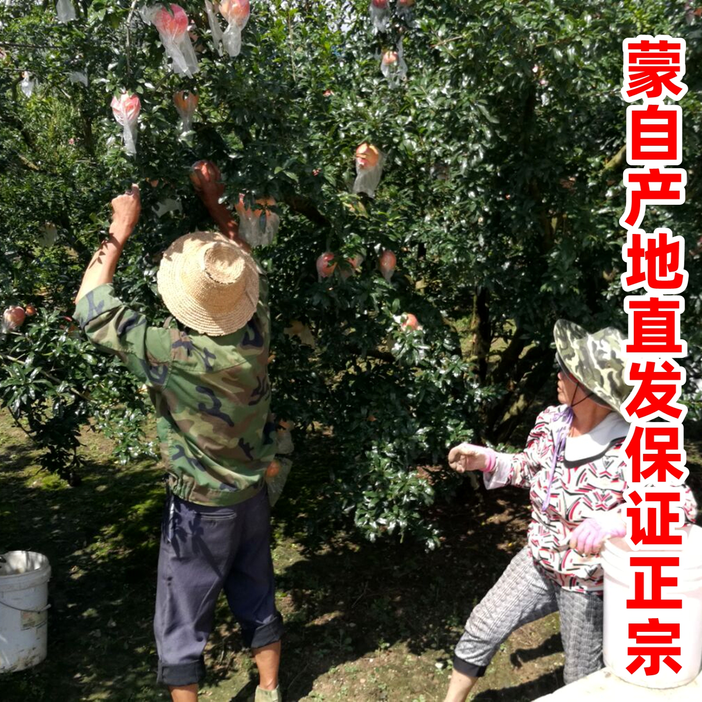 [Event] Yunnan Mengzi Pomegranate Nandai 1.5kg Freshly Picked Seasonal Hard-Seeded Sweet Pomegranate Fresh Fruit for Pregnant Women