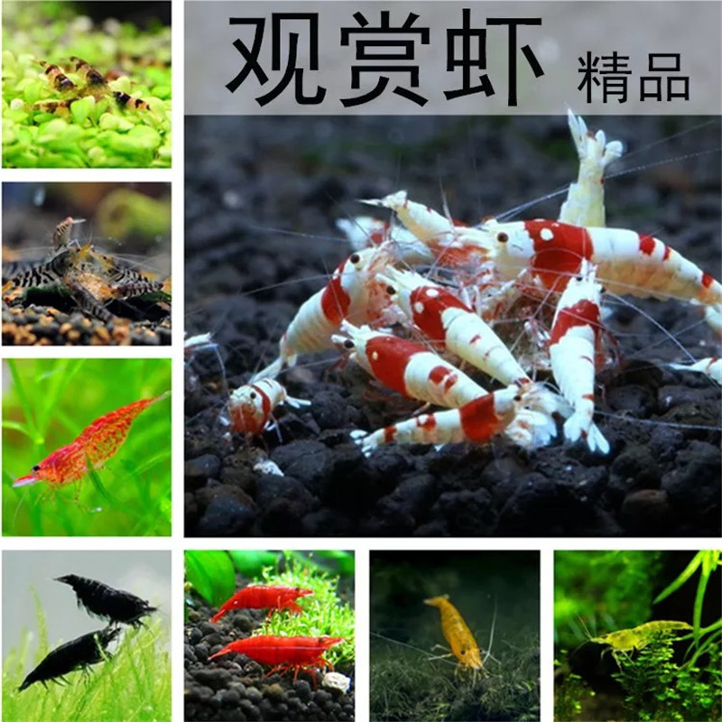 1-1.5 см красные кристальные креветки, экстремальные огненные сакура креветки, живые водорослевые креветки