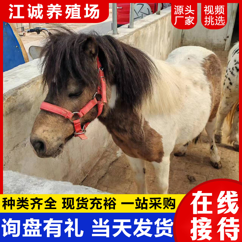 Domestic Pets Ride on Ponies, Breeding Farms Sell and Rent Adult Shetland Ponies, Recycle Ponies