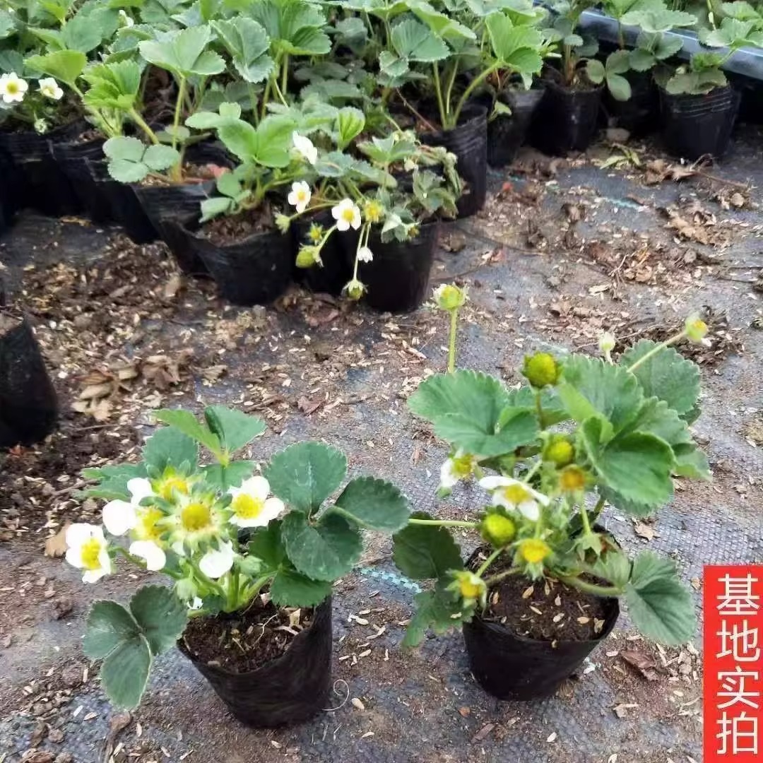 Premium Seedlings for All Seasons Potted Edible Indoor Balcony All-Season Fruit Cream Seedlings Wholesale Strawberry Seedlings Red Strawberry