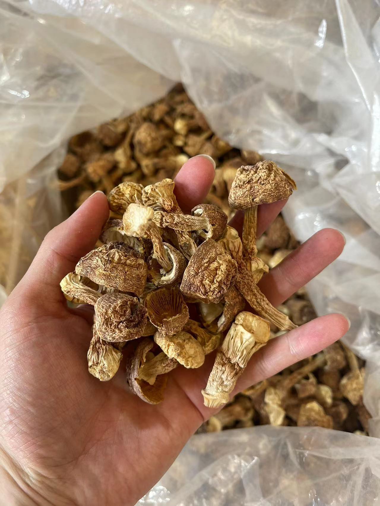 Dried goods of Agaricus blazei mushroom Yunnan specialty Brazil mushroom bulk Tricholoma mushroom edible Agaricus blazei 500g non-smoked sulfur net weight