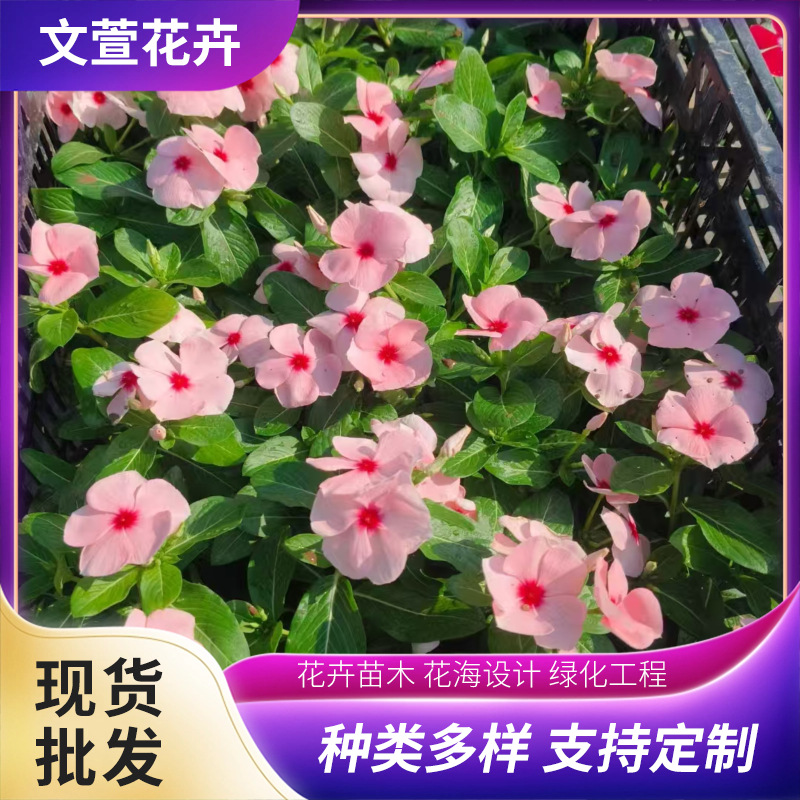Flowers and Potted Plants Bloom Every Day, Small Seedlings for Flower Sea Greening Projects, Bloom in All Seasons, Various Flower Colors, Wholesale Base for Flowers That Bloom Every Day