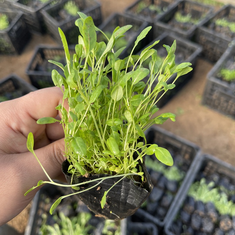 Beautiful Evening Primrose Base Wholesale Florals Greening Project Flower Seedlings Courtyard Evening Primrose Seedlings Wholesale