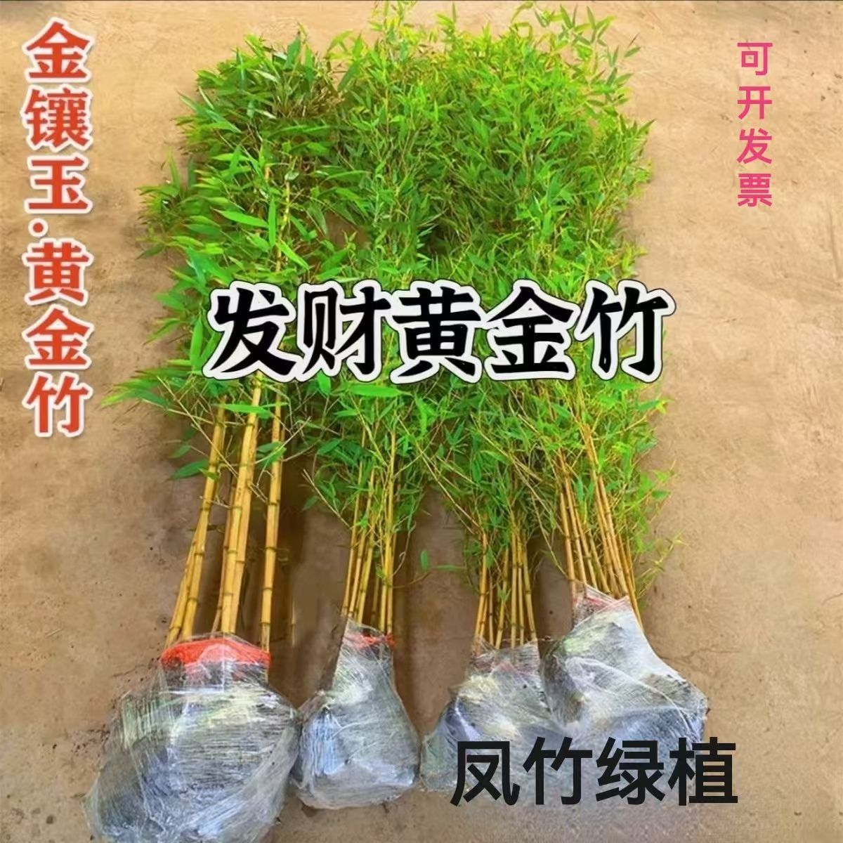 Bamboo Saplings, Courtyard Ornamental Cold-Resistant and Drought-Resistant Potted Plants, Outdoor Golden Bamboo, Gold-Encrusted Jade, Four-Season Arhat