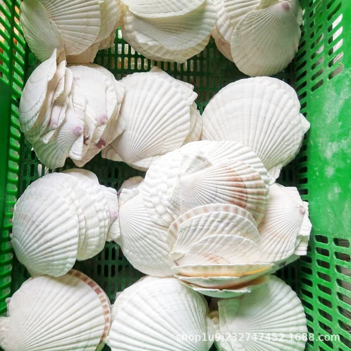 Aibei natural conch shell xiayi shell white shell tableware shell handmade diy white shell batch