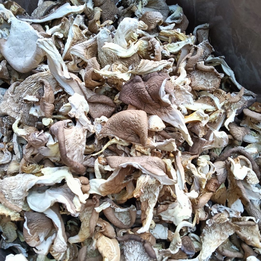 Fresh Dried Oyster Mushrooms, Mushroom Slices, Dried Mushrooms, Dried Farm Commercial Phoenix Tail Mushrooms, Dried Edible Mushrooms for Soup