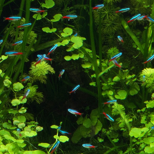 Tropical ornamental fish wholesale traffic light fish fluorescent lamp fish lotus lamp fish swimming fish