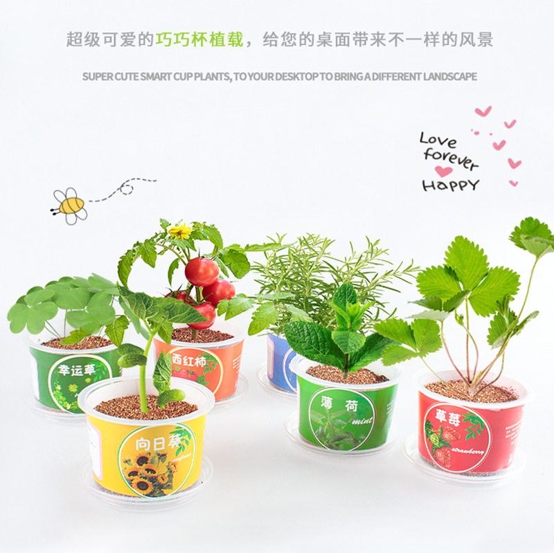 Чашка Qiaoqiao, маленькие горшки, ручные игрушки для детей, наблюдение и посадка, креативные гидропонные бонсай для студентов, зеленые растения на столе