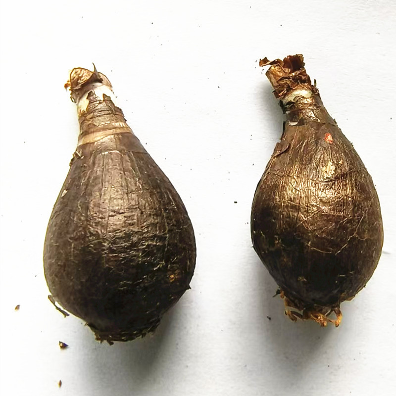 Four-Season Blooming Rain Lily Bulbs, Lily of the Valley, Onion Flower Seedlings, Garden Flowers, Balcony Potted Plants, Heat and Cold Resistant