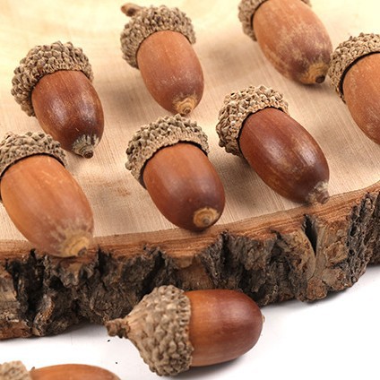 Natural Acorn Acorn shell dried fruit shell landscape ornaments shooting props window ornaments Christmas decorations pendant