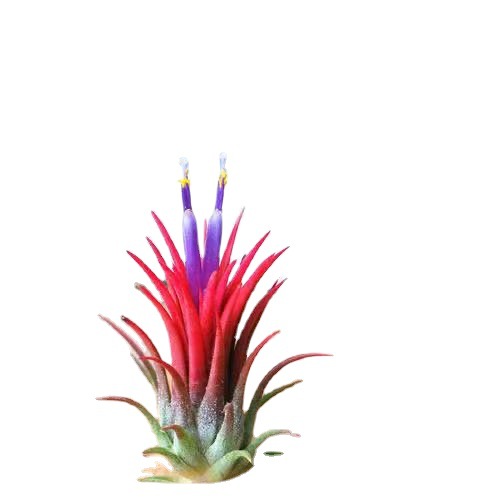 Air Pineapple Fuguo Base Direct Sales Large, Medium and Small Specifications Red and Green Soilless Plants Tillandsia Elf