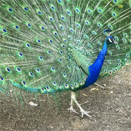 Live Blue Peacock Chicks for Sale, Three-Year-Old Blue Peacocks for Sale, Blue Peacock Scenic Spots for Viewing