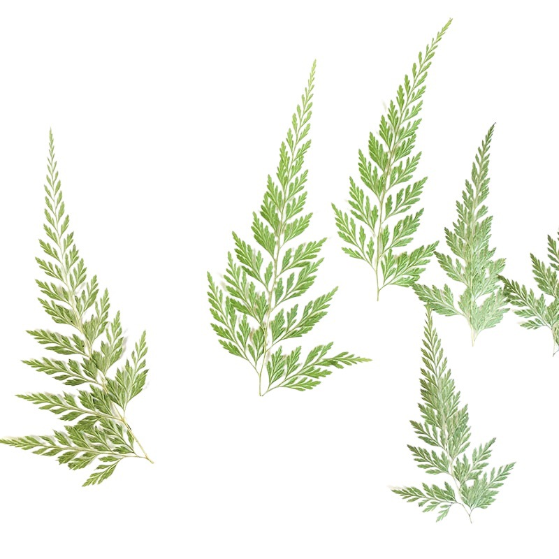 Green Fern Plant Specimen Kindergarten Handmade Leaf Stickers Mobile Phone Case Embossed Table Lamp Glue Dried Flower Embossed