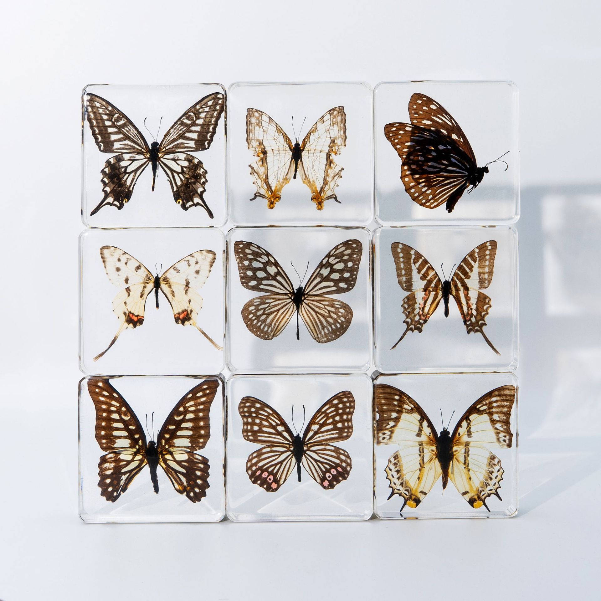 Market Stall Scenic Spot Hot Selling Insect Amber Specimen Butterfly Specimen Crafts Travel Souvenir Creative Ornaments