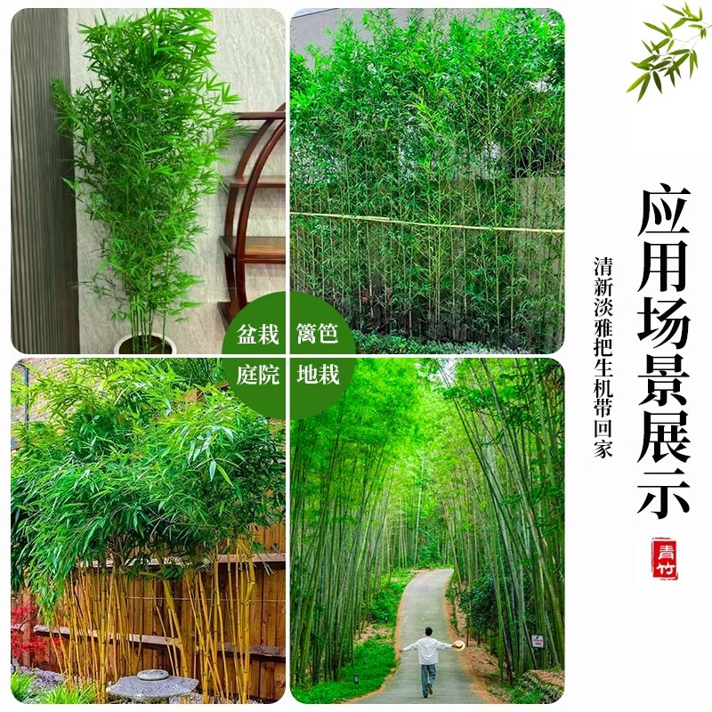 Bamboo Seedlings Planted in the North Cold-Resistant Courtyard Ornamental Early Garden Bamboo Large Moso Bamboo Gold Inlaid Jade Bamboo Luohan Bamboo Purple Bamboo Seedlings