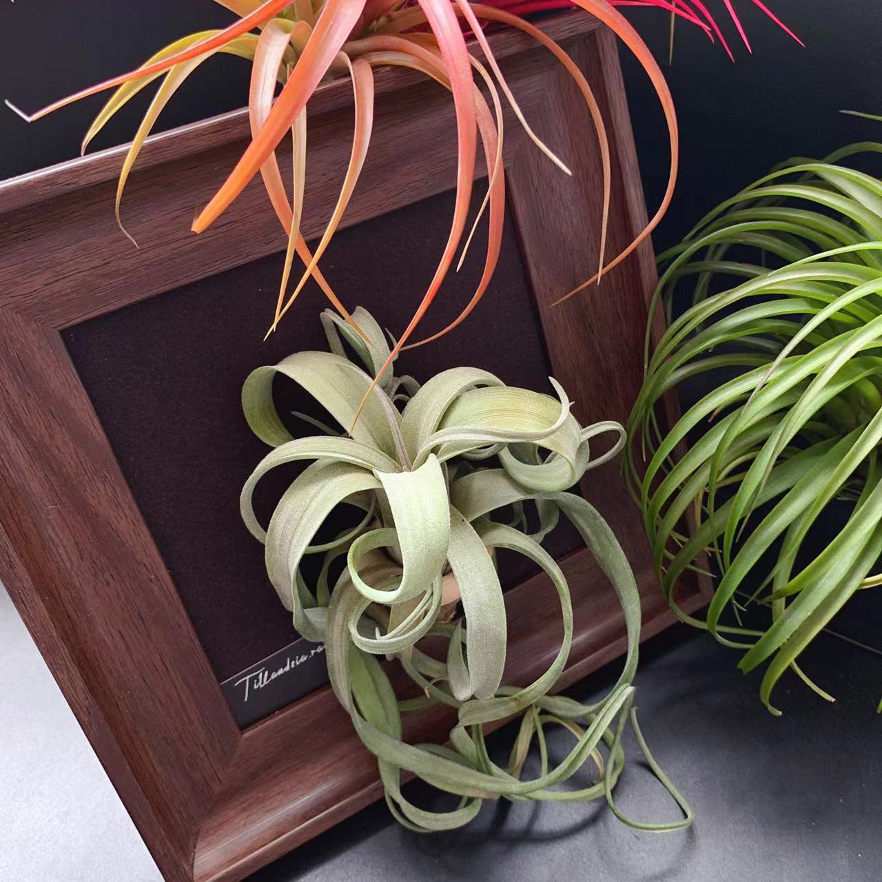 Базовое растение воздухопроницаемого ананаса с прямыми волосами, безземельное, цветочный ролл (гибридный электрический перм ролл), классическое и легкое в уходе