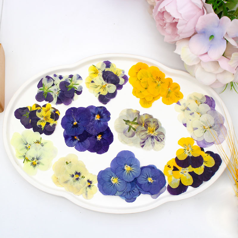 Pansy/Corydalis Dried Flower Baffle/Embossed Material Bag Wholesale Dropping Glue Jewelry Nail Art Face Makeup Phone Shell Decoration